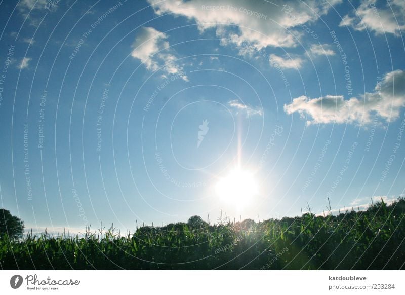 le champ de maïs Umwelt Natur Pflanze Himmel Wolken Sommer Nutzpflanze blau grün weiß Farbfoto Außenaufnahme Menschenleer Abend Licht Lichterscheinung