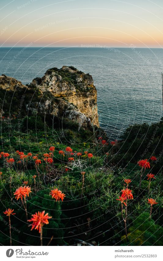 Sonnenuntergang über dem Meer, Blumen im Vordergrund Natur Landschaft Erde Wasser Himmel Sonnenaufgang Schönes Wetter Gras Felsen frei schön blau grün orange