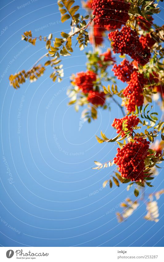 Vogelbeeren en masse Erntedankfest Natur Pflanze Wolkenloser Himmel Herbst Baum Sträucher Blatt Wildpflanze Vogelbeerbaum Ebereschenblätter Frucht hängen frisch