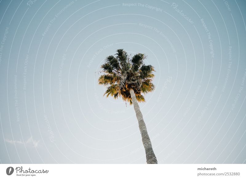 Palme Ferien & Urlaub & Reisen Ausflug Ferne Freiheit Sommer Sommerurlaub Sonne Meer Natur Wolkenloser Himmel Schönes Wetter Wärme Baum exotisch Strand