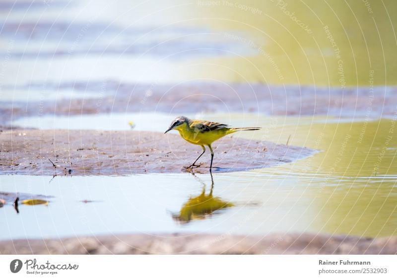 eine Schafstelze sucht im flachen Wasser nach Nahrung Tier Vogel "Schafstelze Motacilla flava" 1 Fressen Jagd Natur "Wildvogel Deutschland Barnim Brandenburg