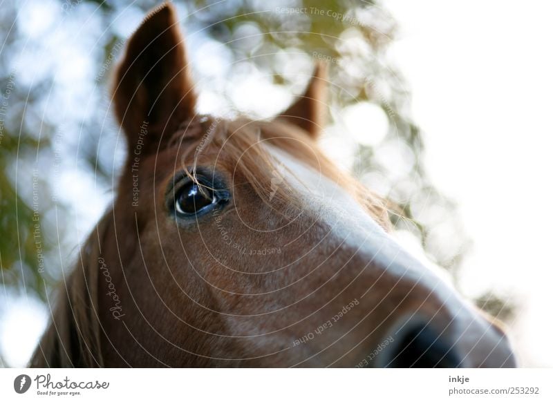 Ich habe Angst vor Pferden... Wiese Pony Tier Nutztier Tiergesicht Pferdekopf Pferdeauge Pferdeohr Mähne Ponys Warmblut Fellfarbe 1 hören Blick stehen schön nah