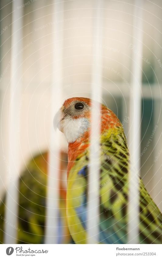 Eier aus Käfighaltung Tier Haustier Vogel Tiergesicht sitzen mehrfarbig gelb rot weiß Platzangst Verzweiflung Einsamkeit träumen Vogelkäfig gefangen