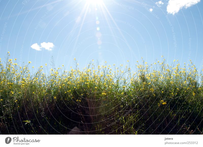 Summer Leben Sommer Sonne Natur Pflanze Himmel Sonnenlicht Gras Blühend leuchten Duft exotisch Fröhlichkeit Glück mehrfarbig Gefühle Lebensfreude Optimismus