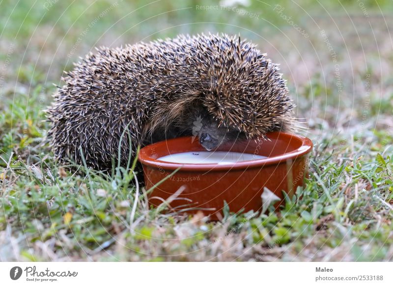 Igel Tier Herbst Baby Kugel Kräusel niedlich Defensive Blatt Säugetier Natur natürlich Nadel stachelig Schutz Nagetiere Wildtier wild trinken grün Milch