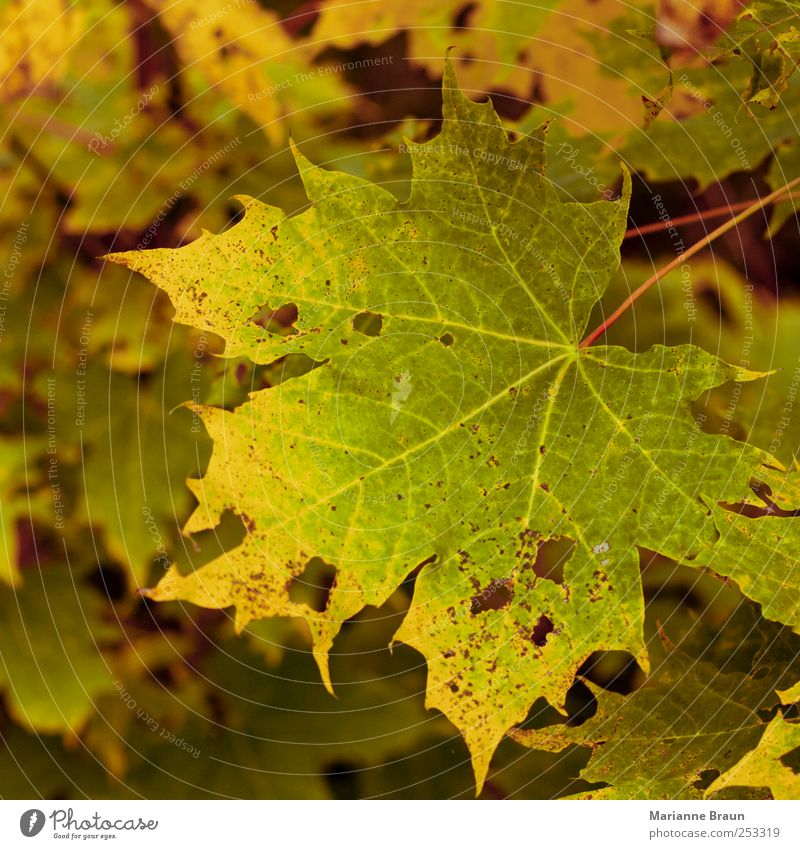 Ahornblatt Natur Baum gelb grün rot Herbst Herbstlaub Blatt Herbstfärbung Farbe Farbenspiel Jahreszeiten natürlich Stillleben Äderchen geädert Loch Leben Tod