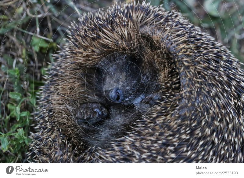 Igel Rolle rollen Ball Tier Herbst Baby Kugel Kräusel niedlich Defensive Säugetier Natur natürlich Nadel stachelig Schutz Nagetiere schlafen Wildtier wild