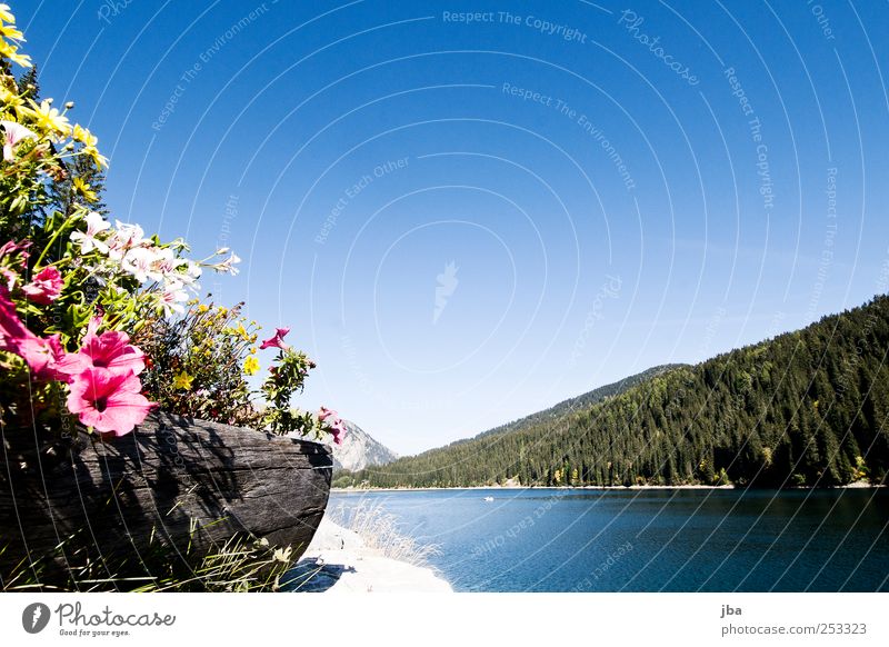 Blumen mit Seesicht harmonisch Wohlgefühl Erholung ruhig Duft Ausflug Sommer Sonne Wellen Berge u. Gebirge wandern Natur Landschaft Pflanze Luft Wasser Himmel