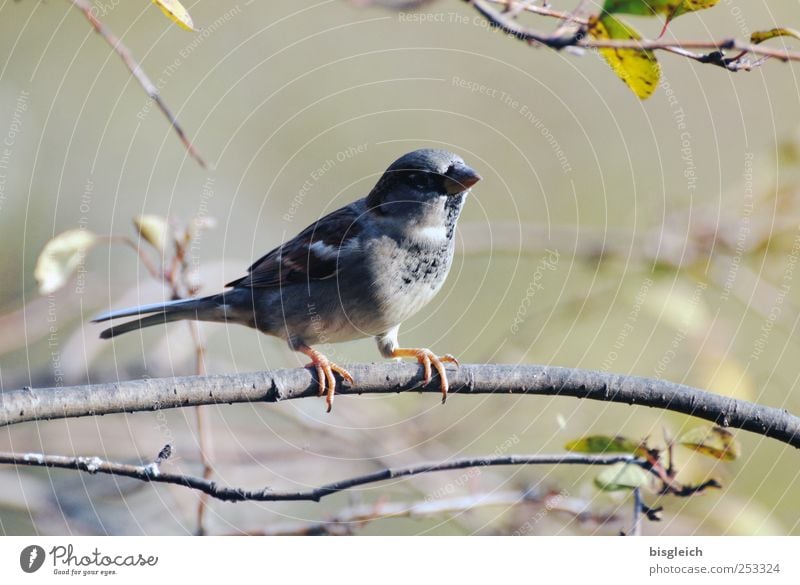 Wenn ich ein Vöglein wär ... Tier Vogel Krallen Feder Schnabel 1 sitzen braun grau grün Farbfoto Gedeckte Farben Außenaufnahme Menschenleer Tag