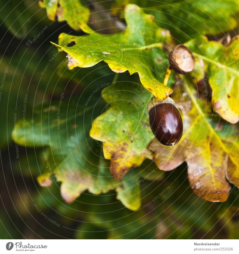 Herbstglanz harmonisch Sinnesorgane Landwirtschaft Forstwirtschaft Natur Pflanze Baum Duft Eiche Eicheln Eichenblatt Eichenwald Ernte reif herbstlich