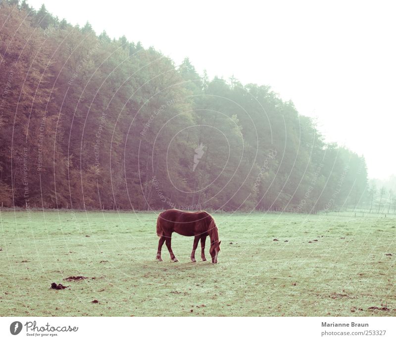 Im Freien Natur Nutztier füttern braun grün Pferd Weide Fressen Gras Landschaft Jahreszeiten Herbst November Niederschlag Nebel Morgennebel Tier Fohlen