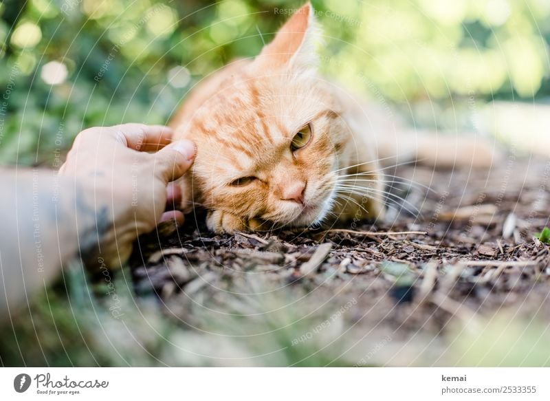 Freund Lifestyle harmonisch Wohlgefühl Zufriedenheit Sinnesorgane Erholung ruhig Freizeit & Hobby Garten Leben Hand 1 Mensch Pflanze Erde Sommer Schönes Wetter