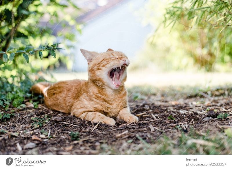 Gähnen Wohlgefühl Zufriedenheit Erholung ruhig Freizeit & Hobby Natur Erde Sommer Schönes Wetter Pflanze Gras Sträucher Garten Park Tier Haustier Katze