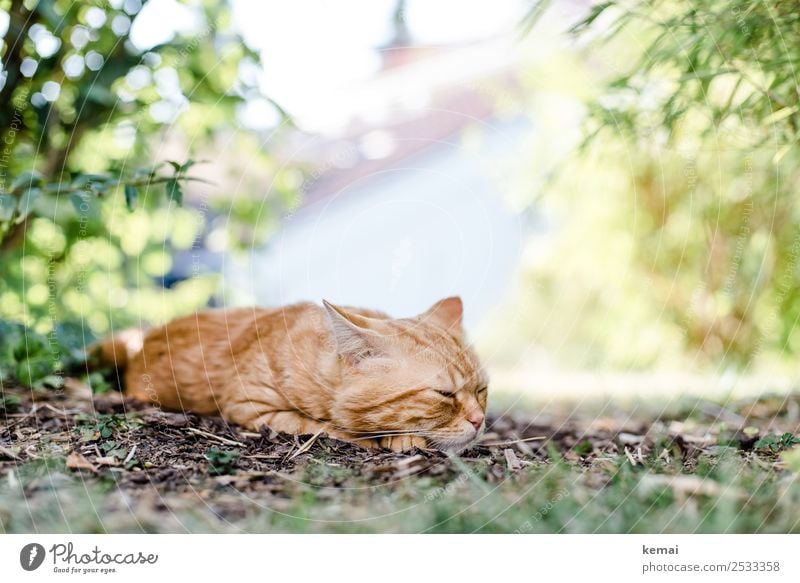 Kater schläft ein Lifestyle harmonisch Wohlgefühl Zufriedenheit Erholung ruhig Freiheit Sommer Sonne Landschaft Pflanze Schönes Wetter Wärme Sträucher Garten