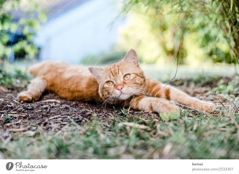 Kater streckt sich Lifestyle harmonisch Wohlgefühl Zufriedenheit Sinnesorgane Erholung ruhig Freizeit & Hobby Natur Erde Schönes Wetter Sträucher Garten Tier