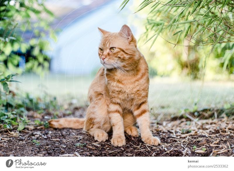 Bereit Wohlgefühl Zufriedenheit Sinnesorgane Erholung ruhig Natur Erde Sommer Schönes Wetter Pflanze Sträucher Garten Park Tier Haustier Katze Tiergesicht Fell