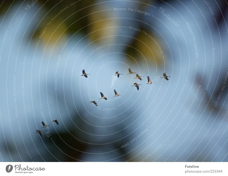 [Linum 1.0] Sie fliegen! Umwelt Natur Pflanze Tier Himmel Wolkenloser Himmel Wildtier Vogel Flügel hell natürlich blau grün Kranich Farbfoto mehrfarbig