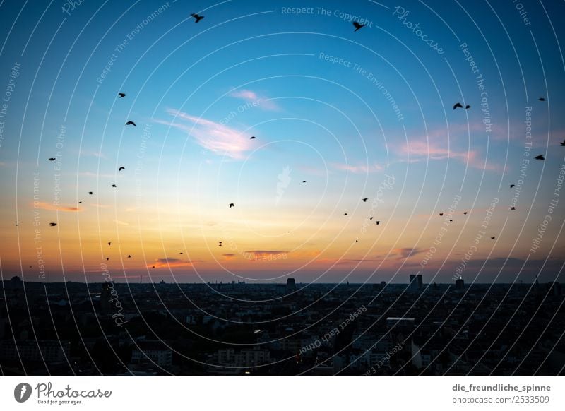 Die Vögel Landschaft Himmel Wolken Sonne Sonnenaufgang Sonnenuntergang Sonnenlicht Sommer Schönes Wetter Berlin Deutschland Europa Stadt Hauptstadt Stadtzentrum