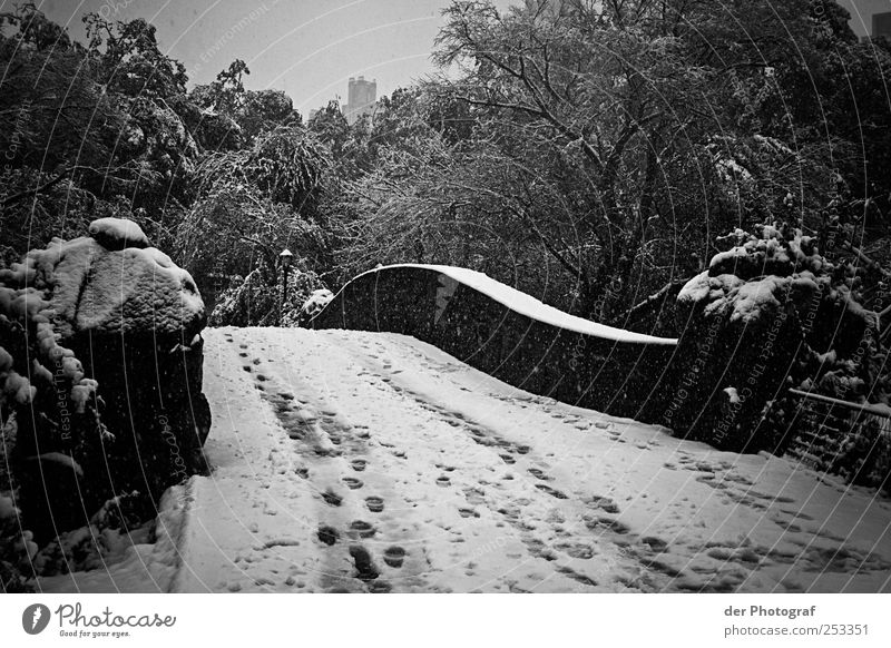 Winterlicher Central Park Umwelt Natur Pflanze Himmel Klima schlechtes Wetter Schnee Baum Brücke Bauwerk dunkel kalt Traurigkeit Fußspur Schwarzweißfoto