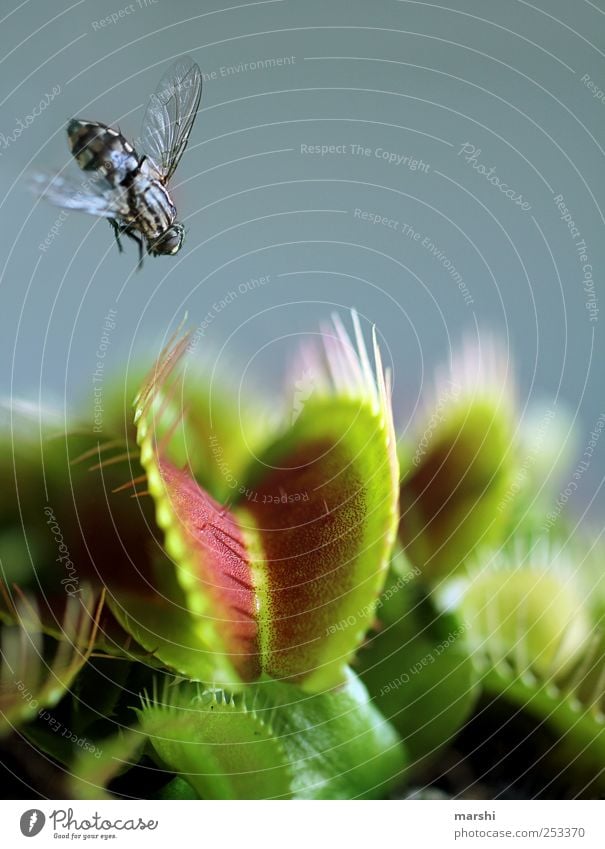 dem Tod ins Auge schauen Pflanze Tier Fliege Flügel 1 Angst gefährlich Venusfliegenfalle Spitze Stachel stachelig Appetit & Hunger Fleischfresser grün Maul