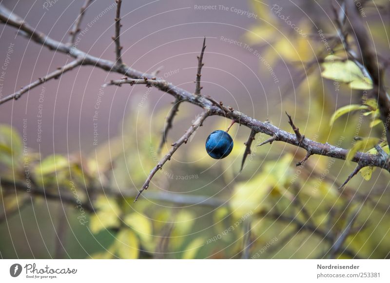 Schwarzdorn Frucht Natur Pflanze Herbst Sträucher Wildpflanze bedrohlich natürlich blau grün violett Farbe Stimmung Schlehen wehrhaft Beeren Steinfrüchte sauer