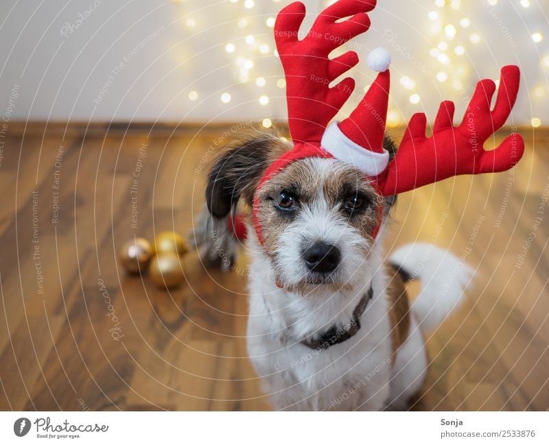 Hund, Haustier, Tier, Weihnachten Tiergesicht Fell 1 Spielzeug Dekoration & Verzierung Kitsch Krimskrams Rentiergeweih Weihnachtsbeleuchtung Christbaumkugel