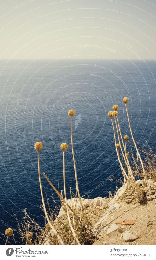 dumm rumstehen Umwelt Natur Landschaft Pflanze Urelemente Erde Wasser Sommer Schönes Wetter Blume Felsen Küste Meer Insel vertrocknet Am Rand Horizont Kugel