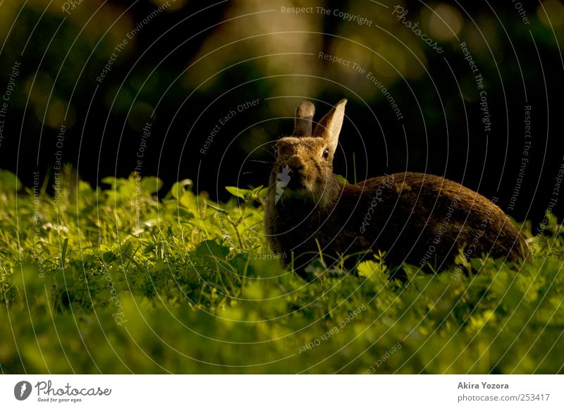 Sonne haschen Natur Gras Wiese Tier Haustier Wildtier 1 genießen braun grün schwarz Hase & Kaninchen Farbfoto Außenaufnahme Menschenleer Textfreiraum links