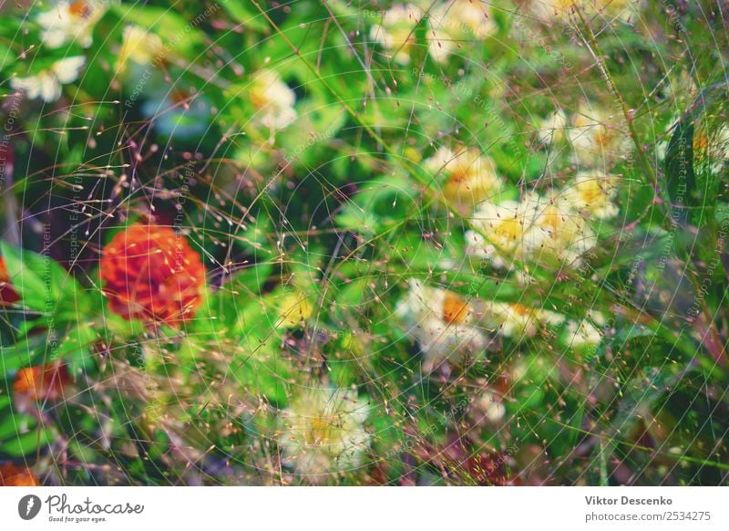 Hintergrund verschiedener Sommerblumen schön Sonne Garten Dekoration & Verzierung Hochzeit Geburtstag Gartenarbeit Natur Pflanze Blume Gras Blatt Blüte