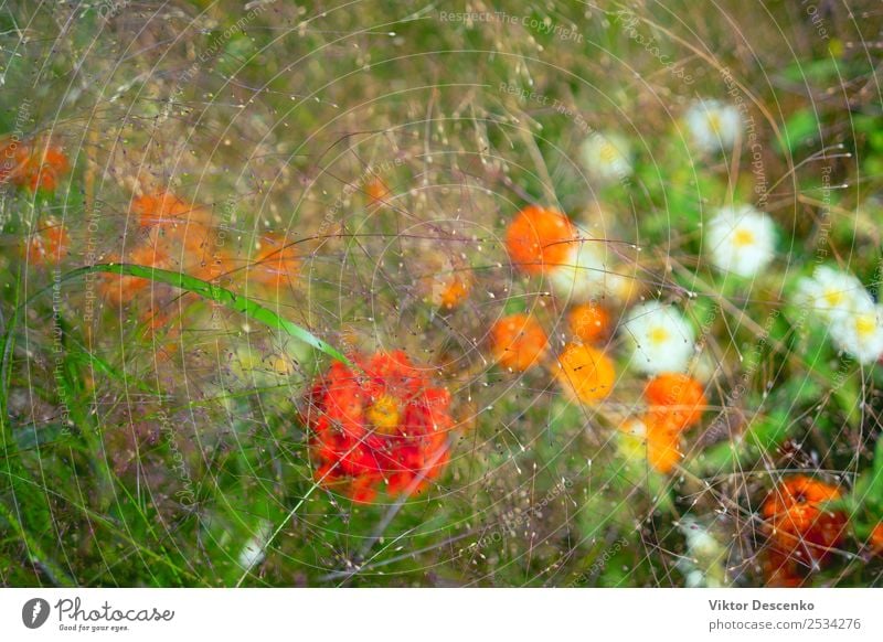 Hintergrund verschiedener Sommerblumen schön Sonne Garten Dekoration & Verzierung Hochzeit Geburtstag Gartenarbeit Natur Pflanze Blume Gras Blatt Blüte