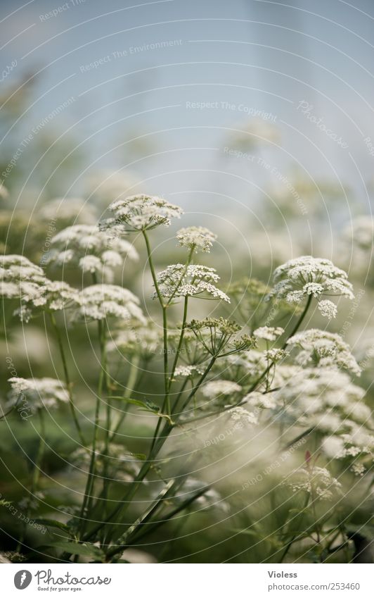 wer hat den bär geklaut? Natur Pflanze Blühend Heracleum Bärenklau Doldenblütler Gift Farbfoto Schwache Tiefenschärfe