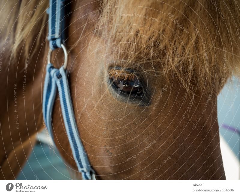 Isländer Pferd im Profil Freizeit & Hobby Reiten Ausflug Ausritt Sport Island Tier Nutztier 1 Halfter Mähne Fell beobachten berühren Blick stehen Freundlichkeit