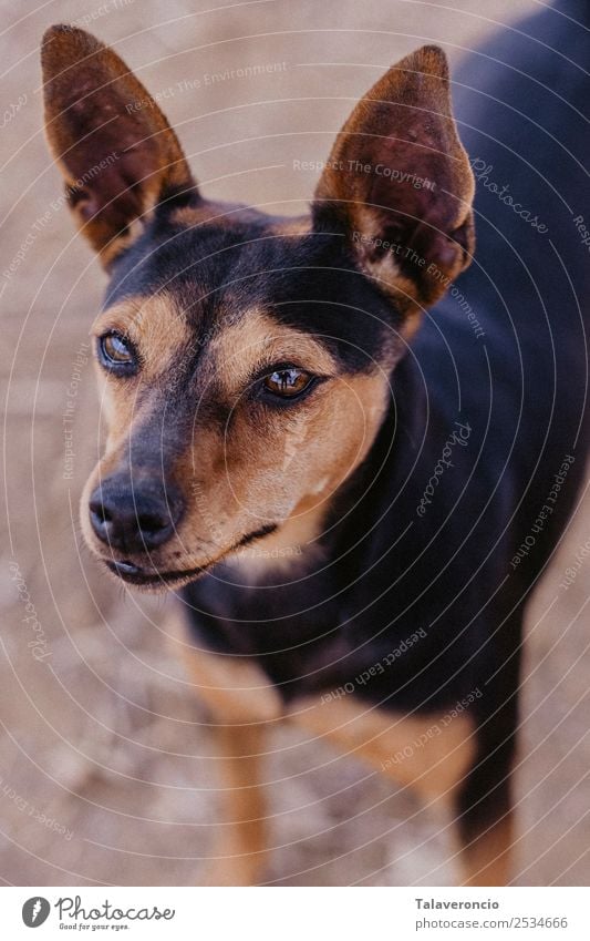 Kleiner Hund Natur Tier Haustier 1 dünn Freundlichkeit klein braun schwarz Pinscher Farbfoto mehrfarbig Außenaufnahme Nahaufnahme Menschenleer Morgen Licht