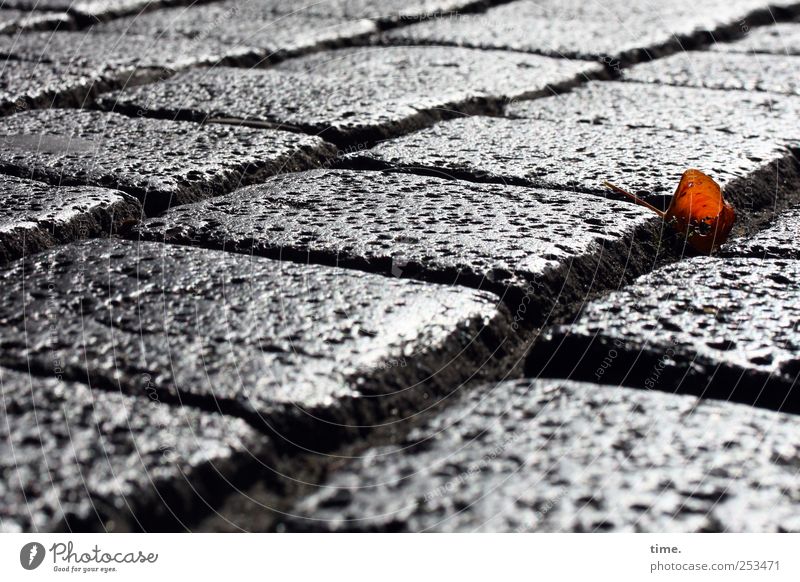 Herbstlein Umwelt Erde Blatt Straße Stein glänzend Pflastersteine Kopfsteinpflaster Fuge verlegen Straßenbelag Farbfoto Gedeckte Farben Nahaufnahme