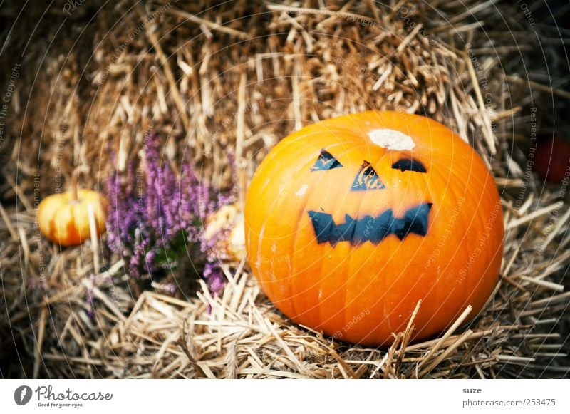 Mr. Green Lebensmittel Gemüse Bioprodukte Vegetarische Ernährung Freude Gesicht Dekoration & Verzierung Feste & Feiern Halloween Herbst lustig rund orange