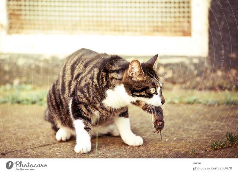 Hab dich Tier Haustier Katze Maus 1 fangen Fressen sitzen warten Tod Beute Maul Katzenfutter Jagd Hauskatze Farbfoto mehrfarbig Außenaufnahme Nahaufnahme