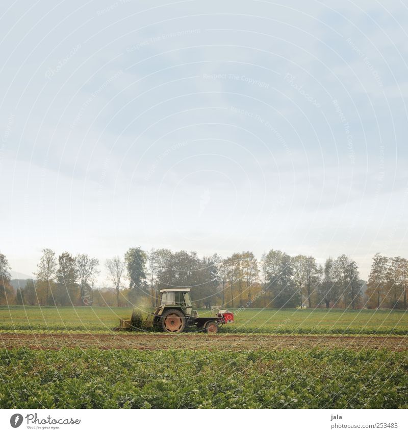 traktor Landwirtschaft Forstwirtschaft Umwelt Natur Landschaft Himmel Herbst Pflanze Baum Grünpflanze Nutzpflanze Feld Traktor natürlich Farbfoto Außenaufnahme