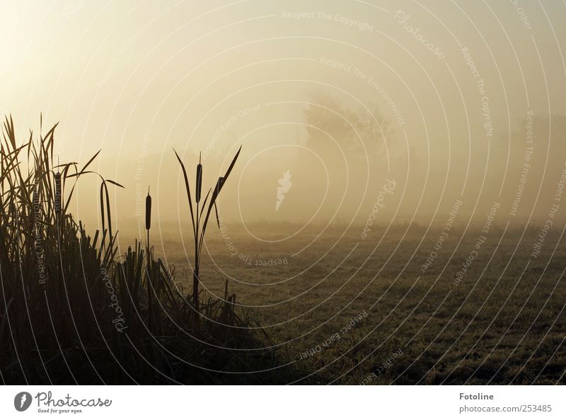 Leb wohl liebe Oma Umwelt Natur Landschaft Pflanze Herbst Nebel Feld dunkel natürlich Schilfrohr Farbfoto Gedeckte Farben Außenaufnahme Menschenleer Morgen