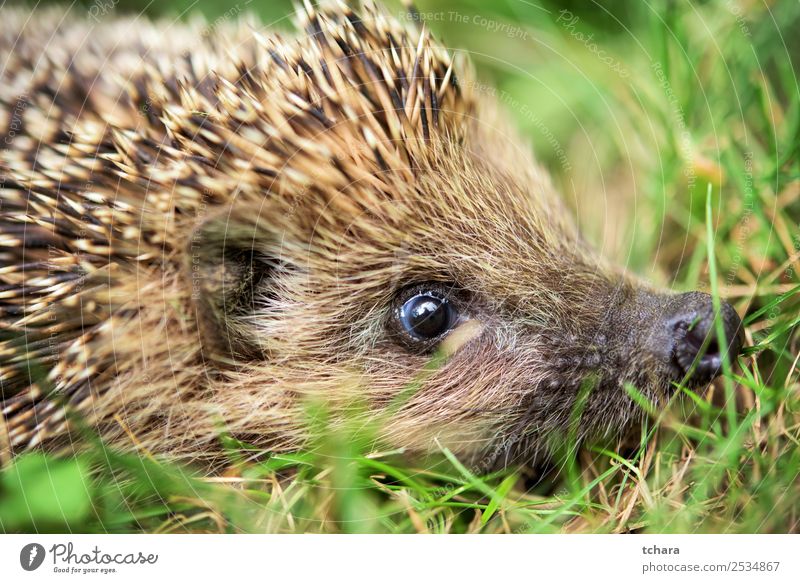 Igel - Nahaufnahme Garten Kunst Natur Tier Herbst Gras Moos Blatt Wald schlafen klein natürlich niedlich stachelig wild braun grau grün Schutz Europäer Tierwelt