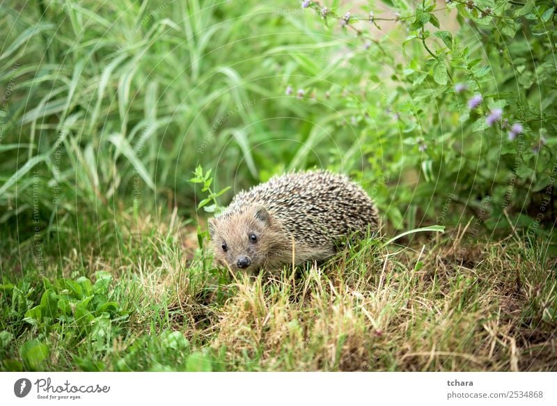 Igel im Garten Kunst Natur Tier Herbst Gras Moos Blatt Wald schlafen klein natürlich niedlich stachelig wild braun grau grün Schutz Europäer Tierwelt Säugetier