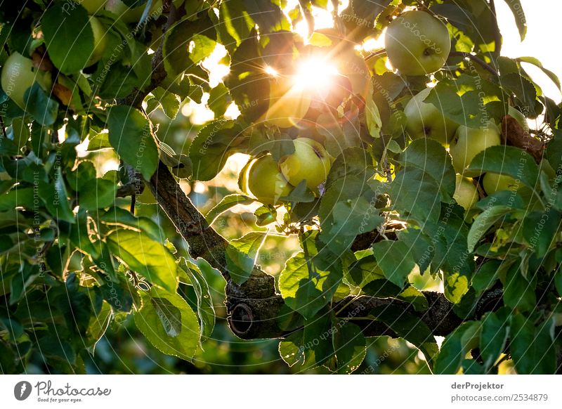 Apfelbaum im Gegenlicht Ferien & Urlaub & Reisen Tourismus Ausflug Sightseeing Städtereise Expedition wandern Umwelt Natur Pflanze Tier Sommer Schönes Wetter