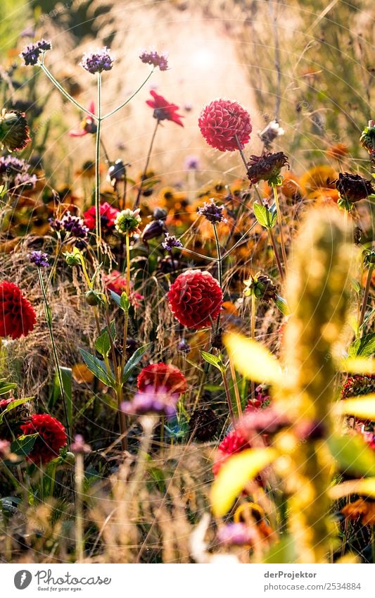 Spätsommerwiese Ferien & Urlaub & Reisen Tourismus Ausflug Sightseeing Städtereise wandern Umwelt Natur Landschaft Pflanze Tier Sommer Schönes Wetter Gras