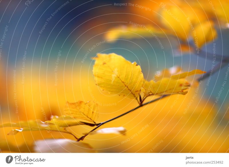 blattgold Natur Landschaft Herbst Schönes Wetter Pflanze Baum Blatt Freundlichkeit hell schön natürlich Zufriedenheit ruhig Idylle leuchten mehrfarbig