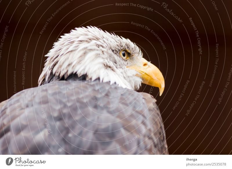 Porträt eines Weißkopfseeadlers (Haliaeetus leucocephalus) Gesicht Freiheit Natur Tier Glatze Wildtier Vogel Tiergesicht Flügel 1 wild braun gelb schwarz weiß