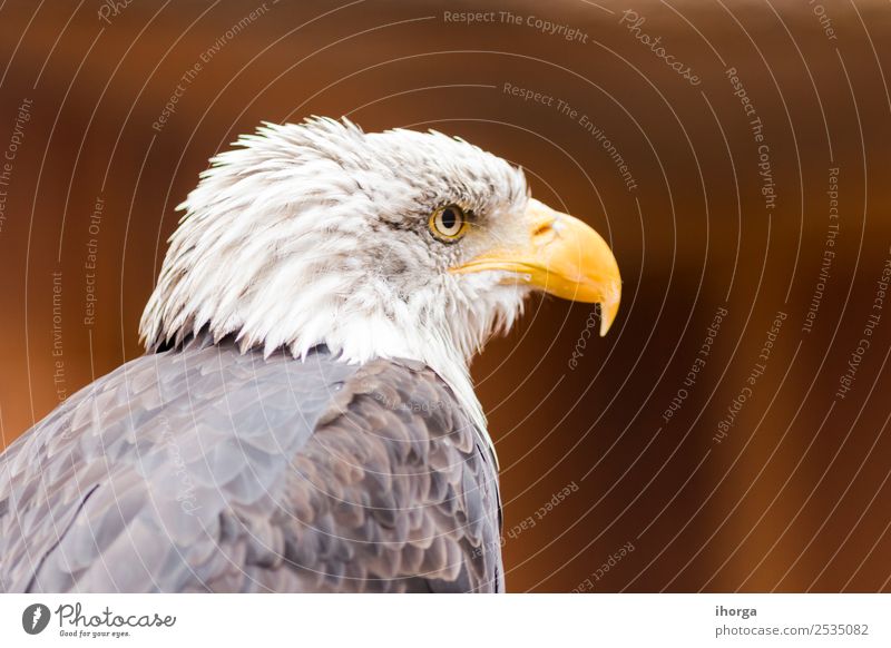 Porträt eines Weißkopfseeadlers (Haliaeetus leucocephalus) Gesicht Freiheit Natur Tier Glatze Wildtier Vogel Flügel 1 wild braun gelb schwarz weiß Amerikaner