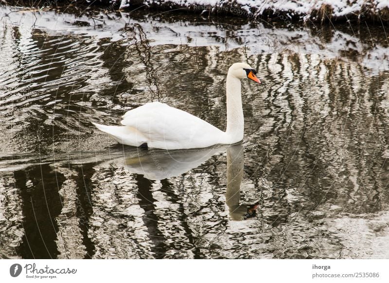 Ein Schwan, der am Seeufer mit Schnee schwimmt. elegant schön Winter Mann Erwachsene Natur Landschaft Tier Horizont Fluss Wildtier Vogel Tiergesicht Flügel 1