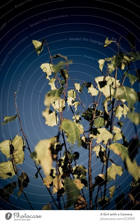 when calmness takes over Umwelt Natur Pflanze Himmel Wolkenloser Himmel Sonnenlicht Herbst Schönes Wetter Sträucher Blatt alt leuchten dehydrieren trocken wild