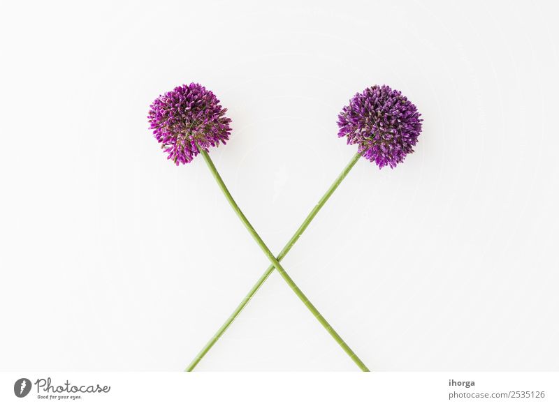 Allium isoliert auf weißem Hintergrund Gemüse Kräuter & Gewürze elegant schön Sommer Garten Dekoration & Verzierung Valentinstag Muttertag Natur Pflanze Blume