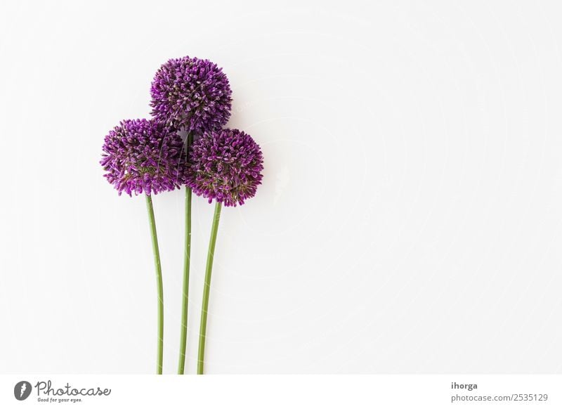 Allium isoliert auf weißem Hintergrund Gemüse Kräuter & Gewürze elegant schön Sommer Garten Dekoration & Verzierung Valentinstag Muttertag Natur Pflanze Blume