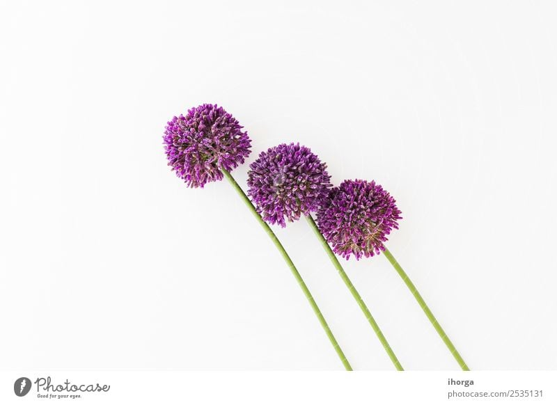 Allium isoliert auf weißem Hintergrund Gemüse Kräuter & Gewürze elegant schön Sommer Garten Dekoration & Verzierung Valentinstag Muttertag Natur Pflanze Blume